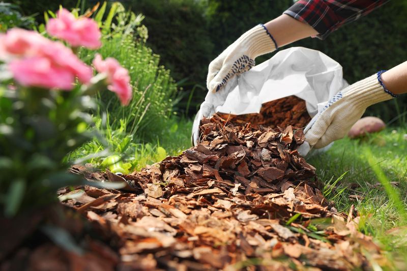 The mulch itself is not the whole pest problem