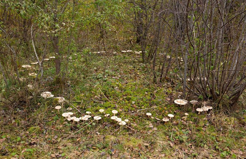 The mushroom is the visible part of a larger underground process