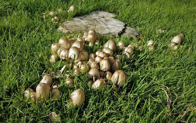 The mushrooms were already living beneath the lawn The mushrooms were already living beneath the lawn