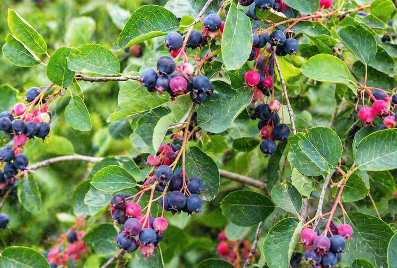 The native tree adds value after the flowers fade