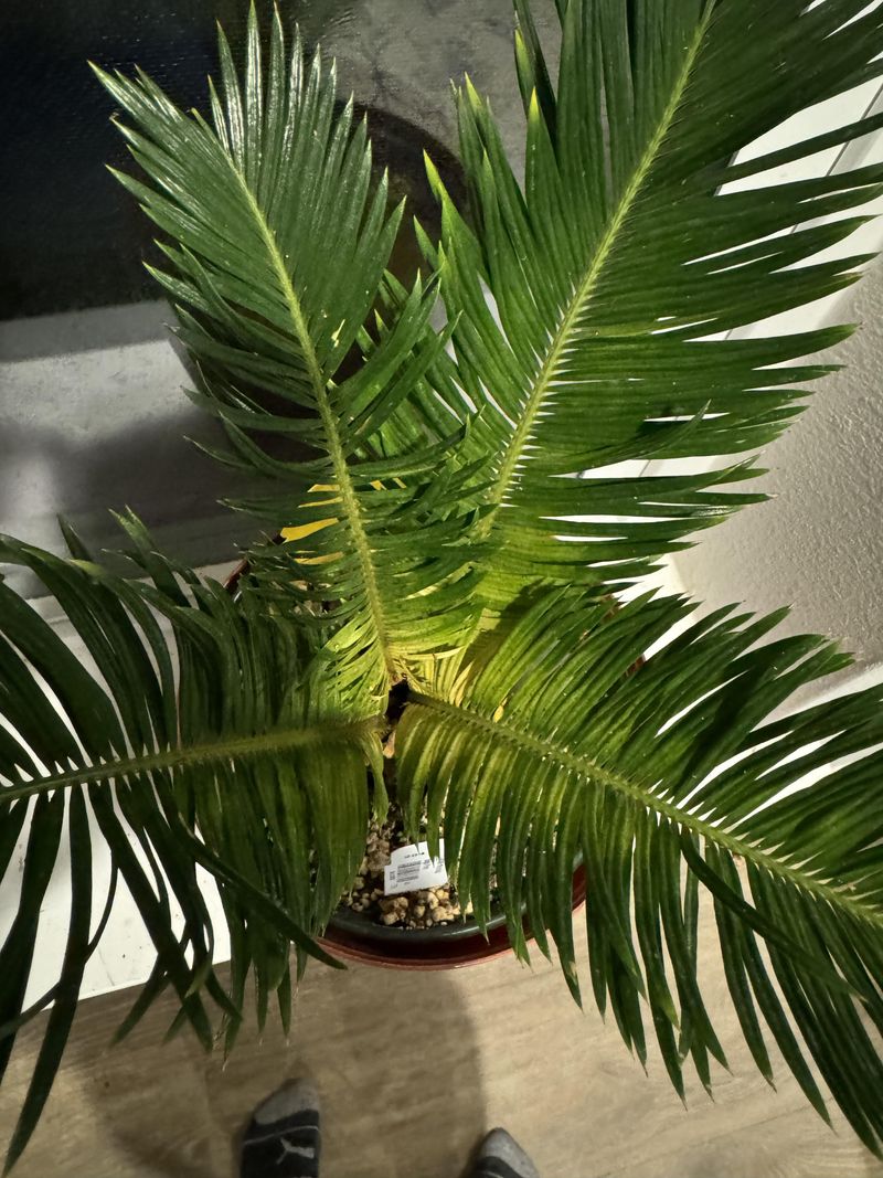 The newest fronds reveal whether manganese belongs on the suspect list