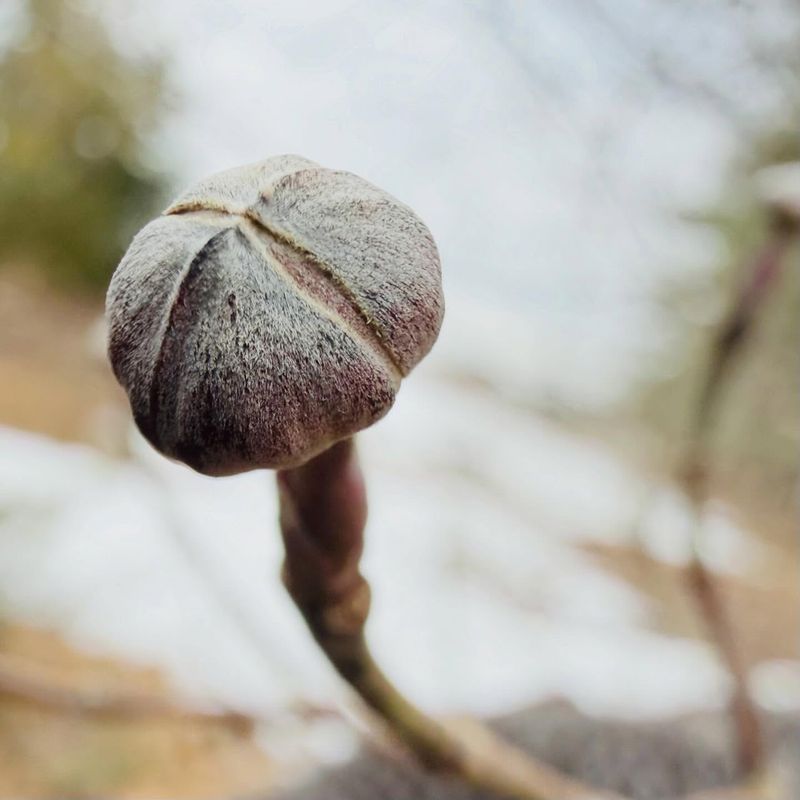 The next spring’s flower buds form before winter The next spring’s flower buds form before winter