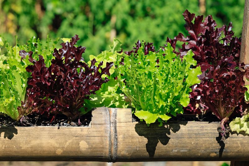 The next tender crop starts with timing and plant choice The next tender crop starts with timing and plant choice