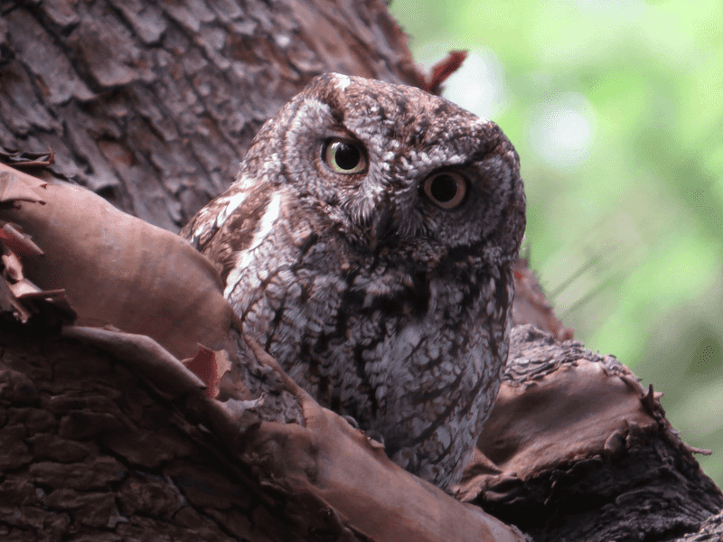 The owl eats small prey, but its meal is unknown