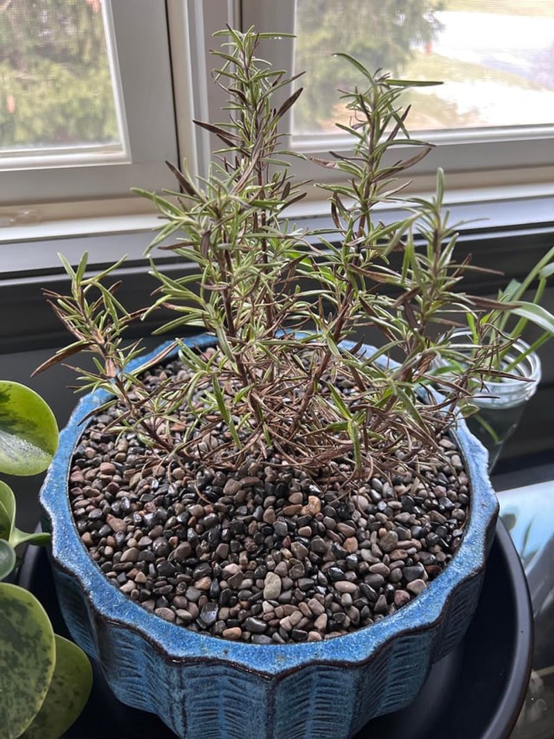 The plant claim is unverified—and the pest promise is unsupported The plant claim is unverified—and the pest promise is unsupported