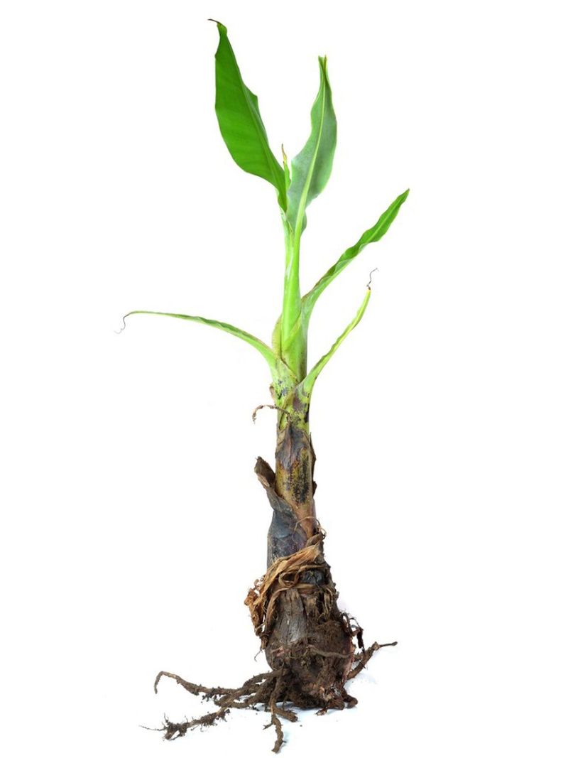 The plant in the pot is only the beginning