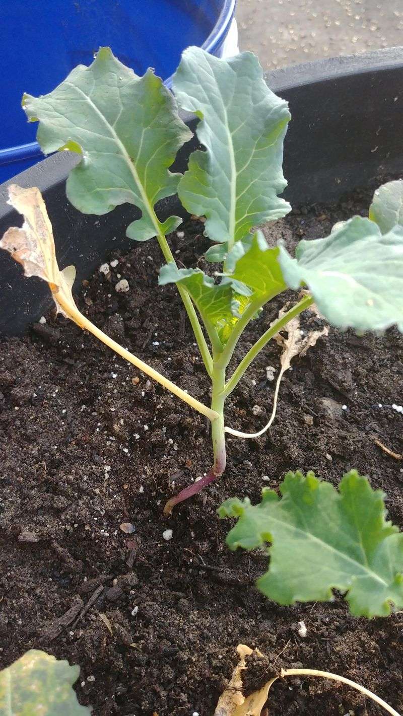 The plant pattern shows how strongly to weigh nutrient stress The plant pattern shows how strongly to weigh nutrient stress