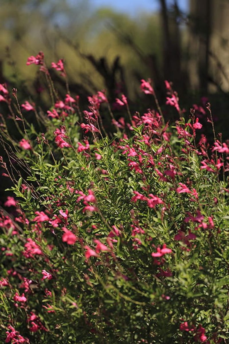 The planting site matters more than the drought-tolerant label