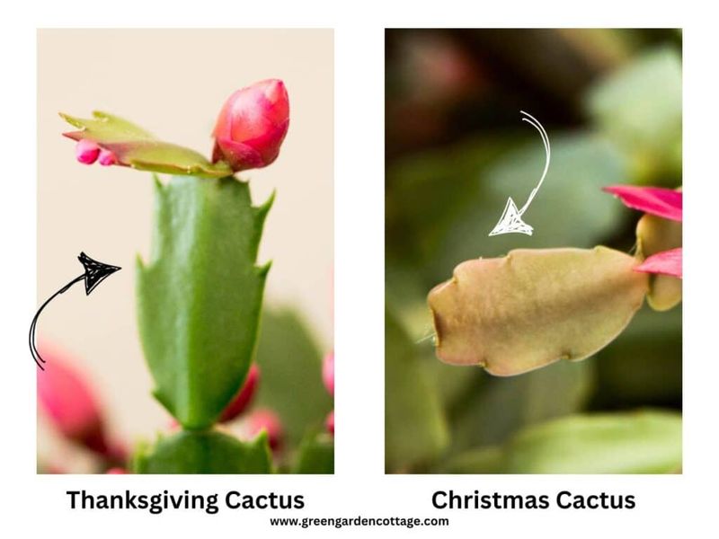 The plant's label may not predict its bloom date