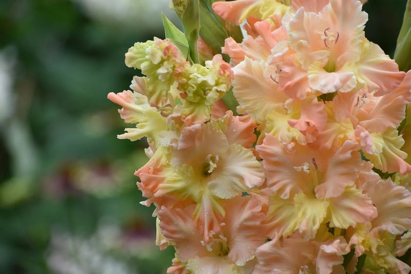 The plant—not the calendar—sets lifting time