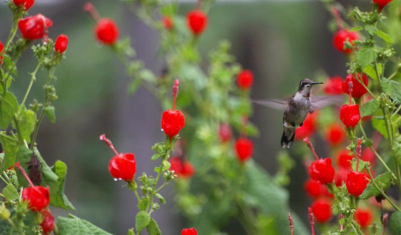 The porch is part of a larger hummingbird menu