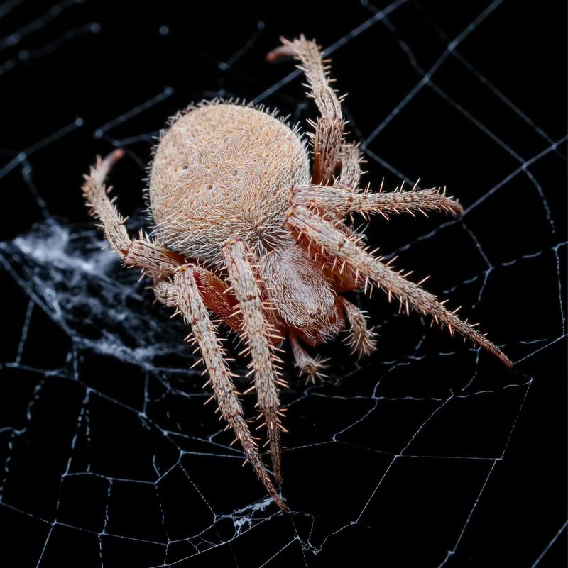 The porch spider is probably a generalist orb-weaver The porch spider is probably a generalist orb-weaver