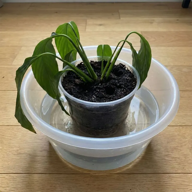 The pot and watering setup can keep roots starved