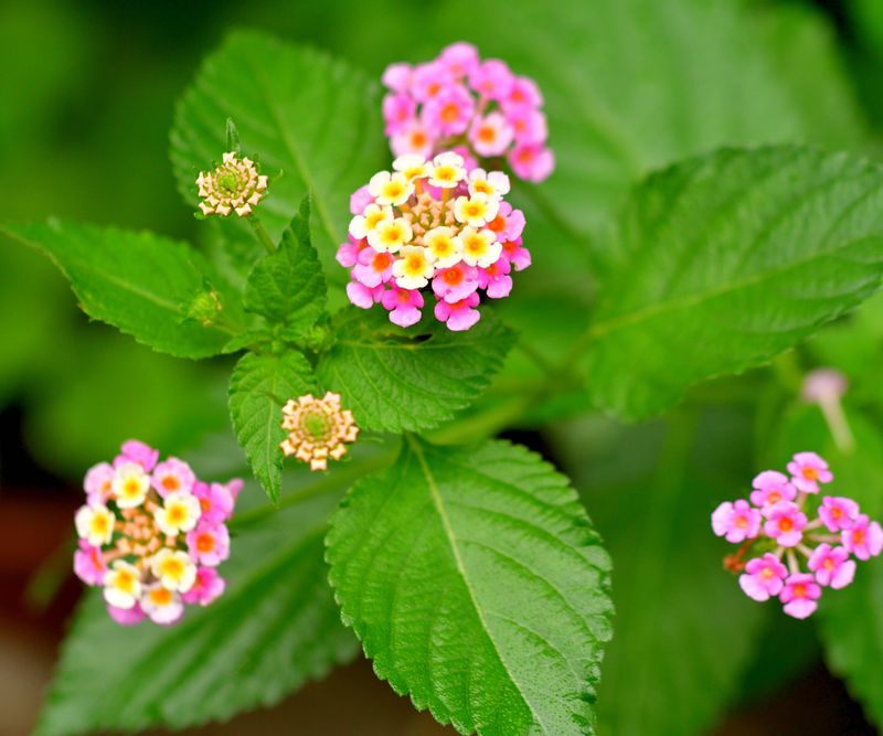 The practical bloom-boosting step is regular deadheading