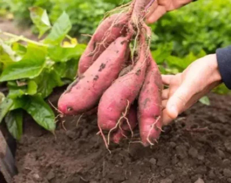 The practical reason sweet potatoes can feel easy here