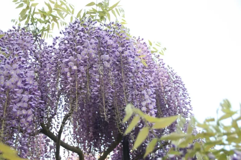 The problem is Asian wisteria, not every wisteria The problem is Asian wisteria, not every wisteria