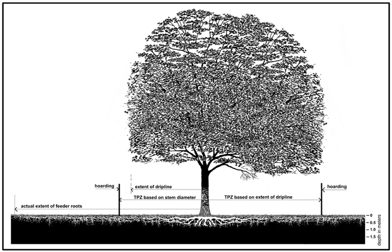 The protected zone can extend beyond the branches