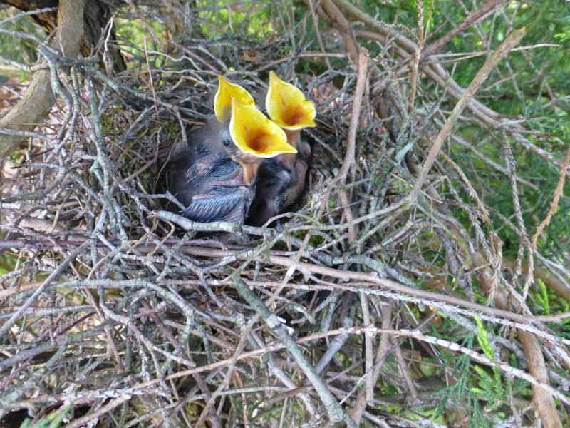 The pruning mistake is working around an active nest