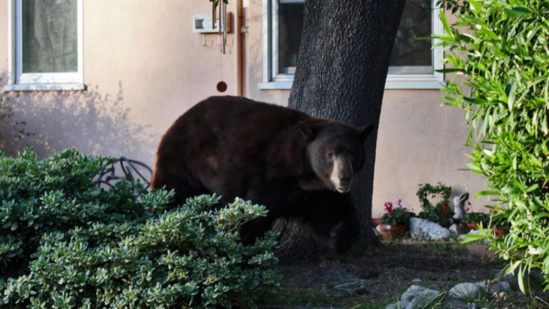 The raid usually signals an easy meal, not a change in temperament