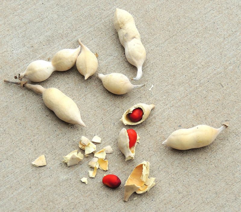 The rattle comes from drying pods, not caterpillars