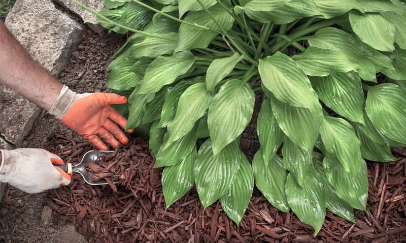 The real hosta timing mistake happens while leaves are still green