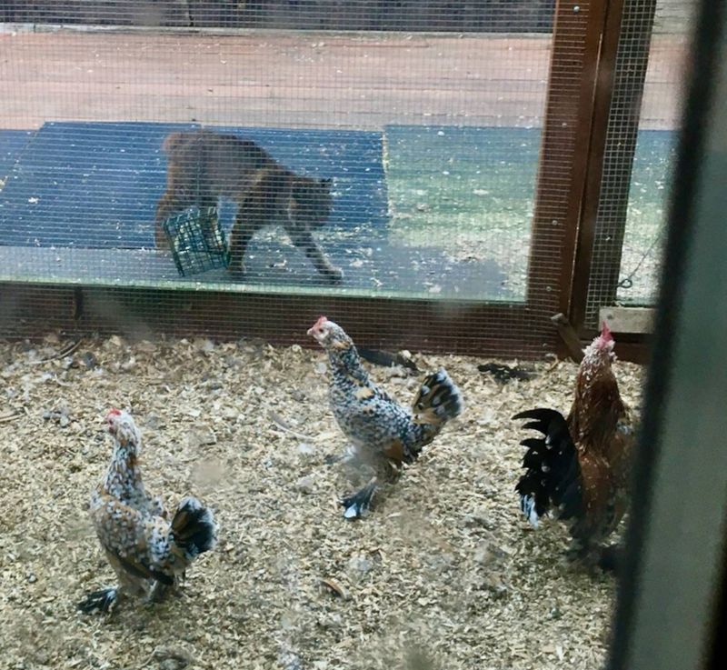 The real household risk is an unsecured pet or small animal