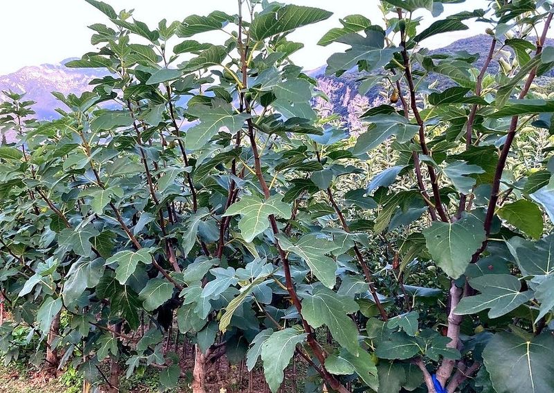 The real late-season problem may be excessive vigor