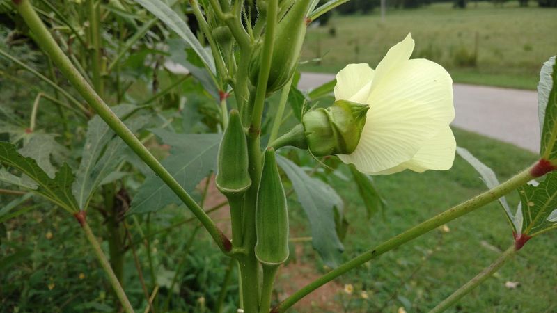 The real late-season rule: harvest before pods mature