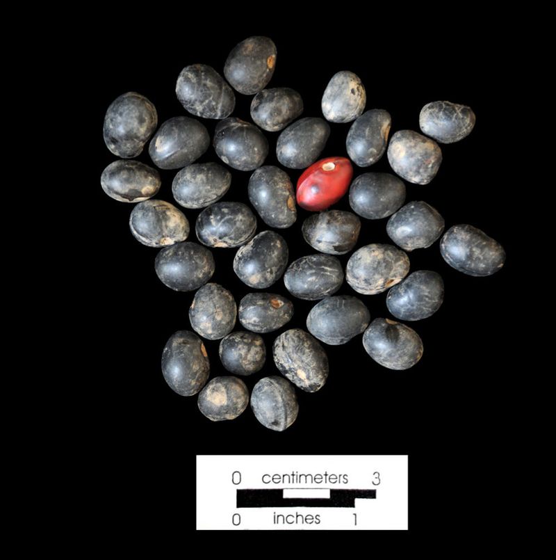 The red seeds contain the main toxic compounds