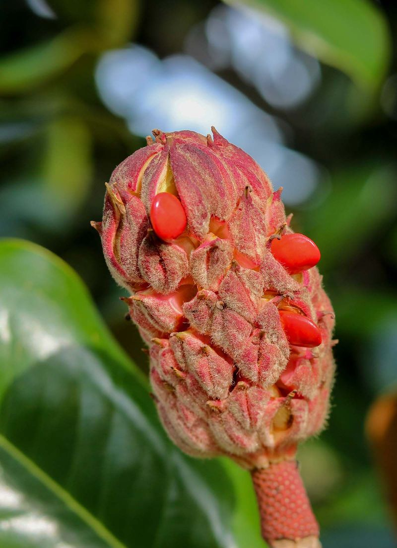 The red structures are normal magnolia fruits
