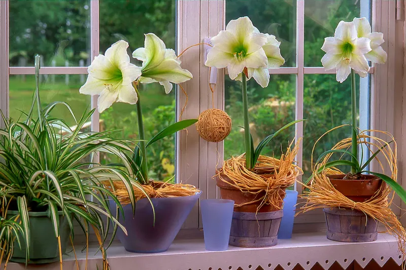 The reliable forcing plan starts with the bulb's history
