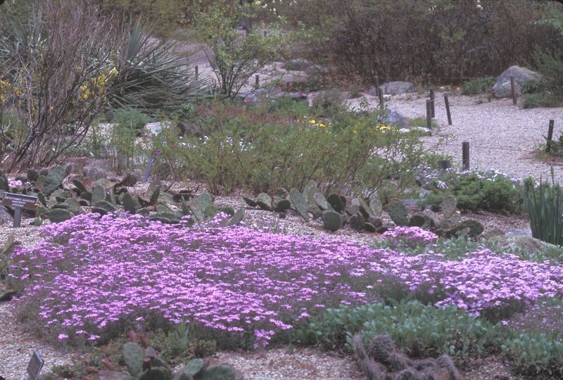 The right plant is Phlox subulata