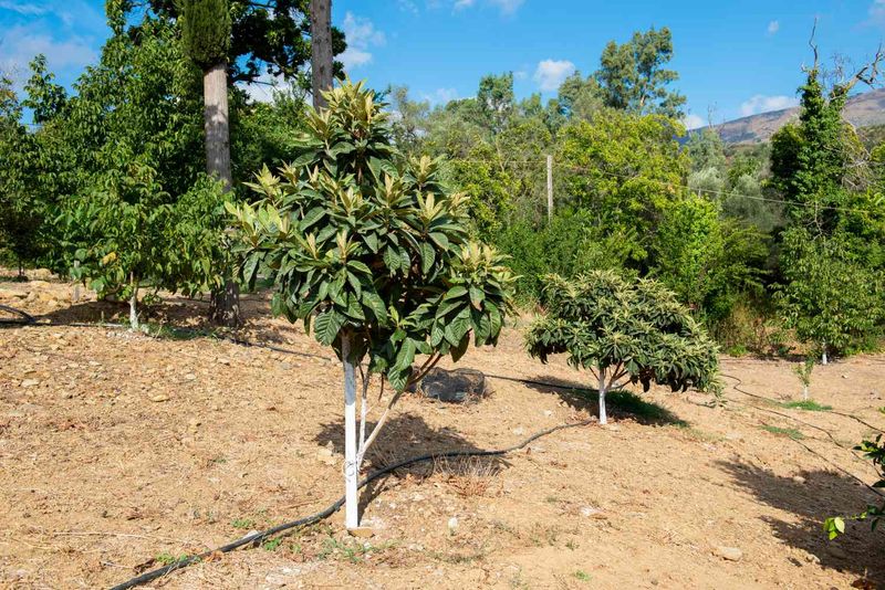 The right site determines whether the tree becomes a success