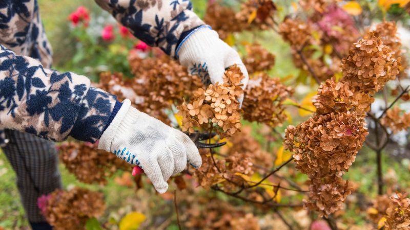 The risky fall move is hard-pruning an unidentified hydrangea