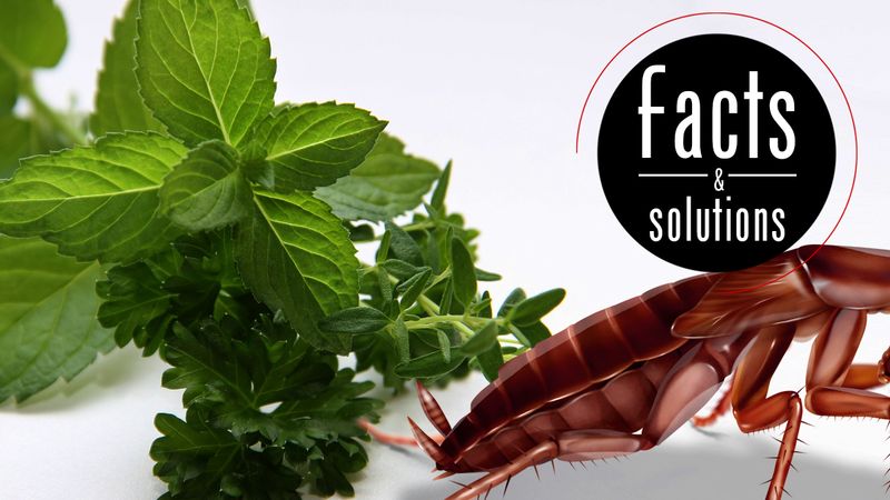 The roach study tested oil, not a living patio plant