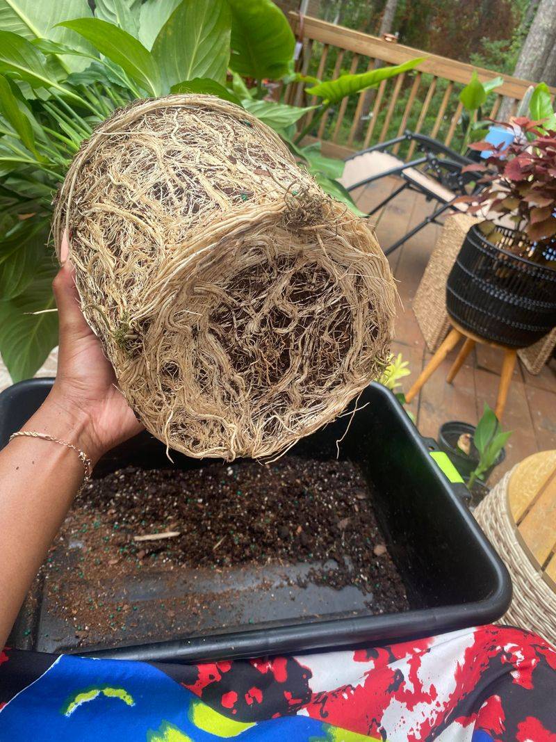 The root ball provides the evidence