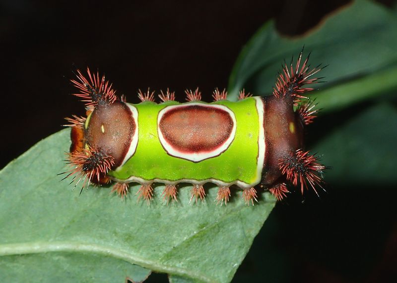 The saddle-shaped marking gives this caterpillar its name
