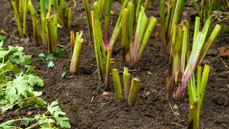 The safe cleanup sequence protects the rhizome