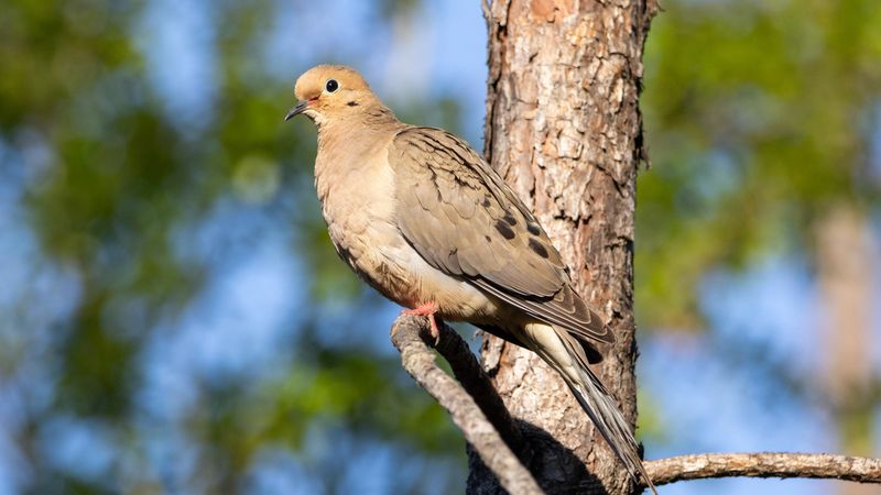 The seed-eating connection is narrower than the headline