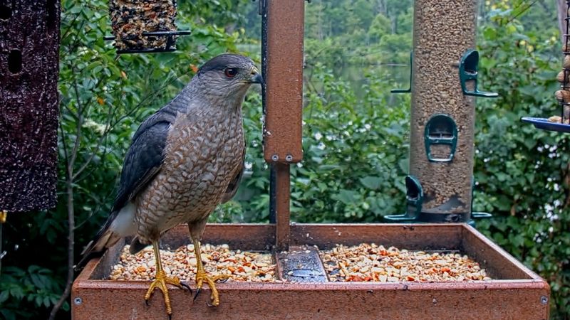 The seed is not the target; the birds around it are The seed is not the target; the birds around it are