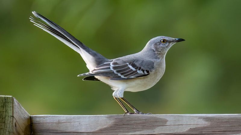 The singing may lessen without changing the yard