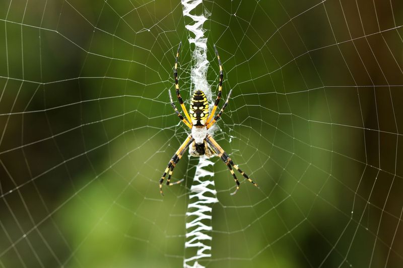 The spider can benefit the garden without controlling the whole yard