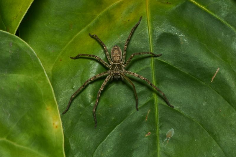 The spider may be a cockroach hunter The spider may be a cockroach hunter