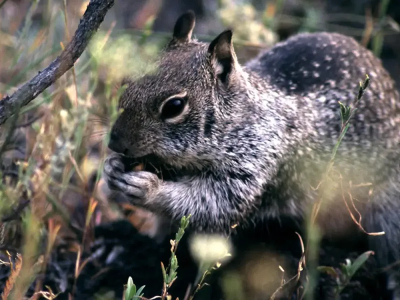The squirrel in your yard is usually a California ground squirrel