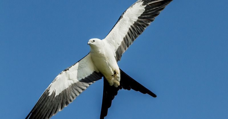 The summer kites are beginning a long southbound migration The summer kites are beginning a long southbound migration