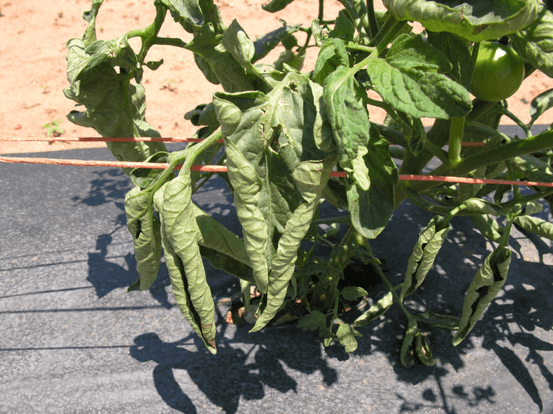 The summer symptom is often physiological leaf roll