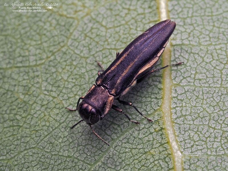 The suspected beetle is real, but the invasive-outbreak claim is not