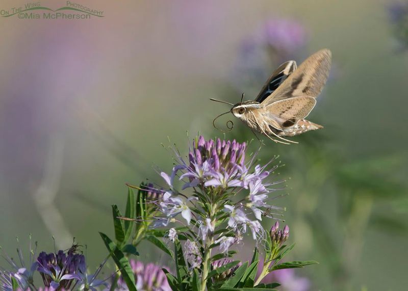 The “tiny hummingbird” is usually a sphinx moth