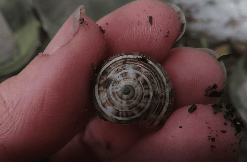 The title’s snail-control promise does not hold up The title’s snail-control promise does not hold up