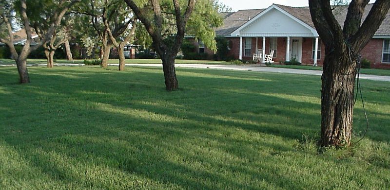 The tradeoff is a relaxed lawn, not a perfect one